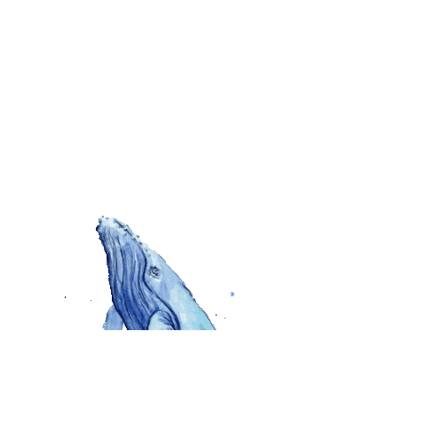 Captain's Sailing Sticker