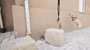 parkour GIF by Digg