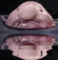 blobfish GIF
