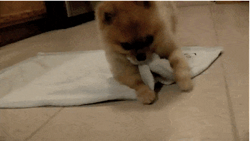 Video gif. Cute little puppy runs onto its blanket and grabs it by its mouth before rolling over and burrito-ing itself.
