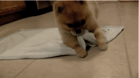 Dog Pup GIF - Find & Share on GIPHY