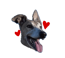 Dog Greyhound Sticker