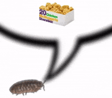 Isopod GIF