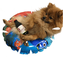 Dog Pomeranian Sticker by WMF - We Make Future