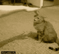 angry cat GIF by Team Coco