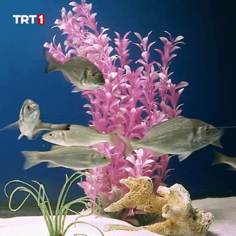 Ocean Swimming GIF by TRT