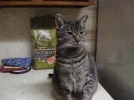 high five cat GIF