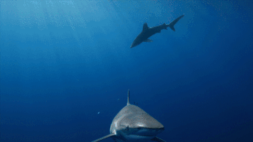 ship sharks GIF by Shark Week