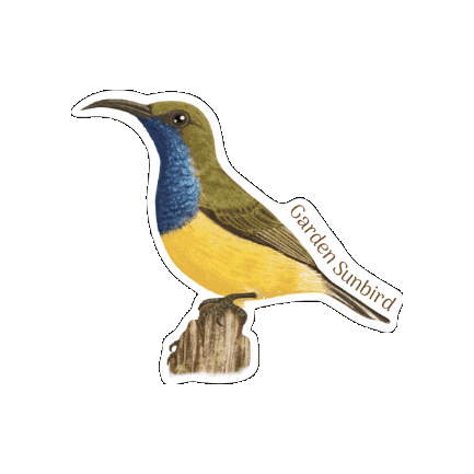 Sunbird Sticker