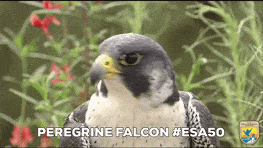 falcon meme gif