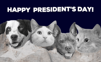 Presidents Day Cat GIF by Nebraska Humane Society