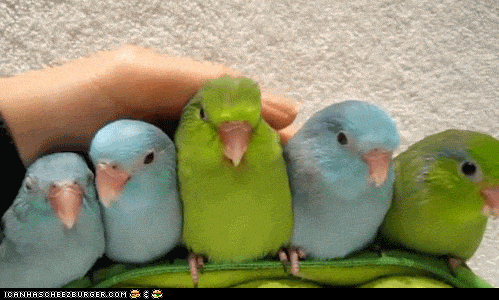 Image result for Parrot gif