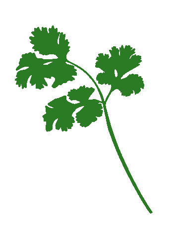 Herb Cilantro Sticker