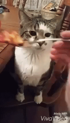 Image result for cat vomit gif