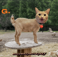 Goat Funny Cat GIF