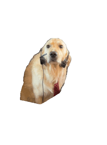 Shocked Dog Sticker by Rigatoni