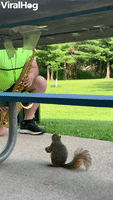 Squirrel Enjoys Listening to the Saxophone at the Park