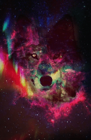 wolf GIF