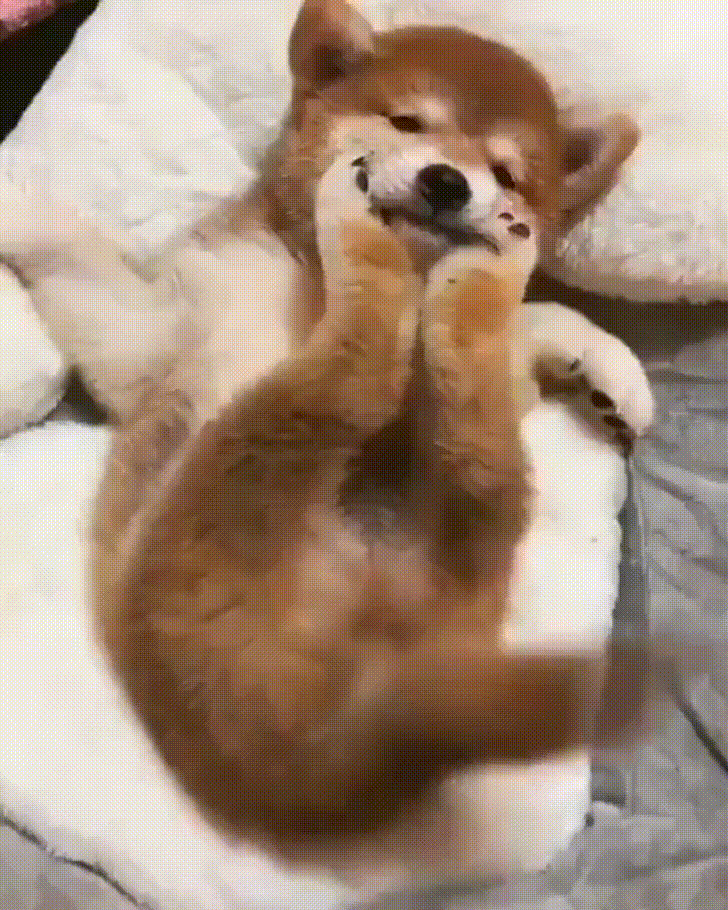 Dog Mood GIF by JustViral.Net