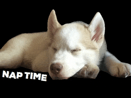 itsmesuurruh dog puppy sleep sleepy GIF