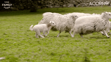 Bbc Sheep GIF by Acorn TV