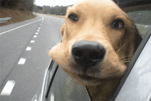 dog car GIF