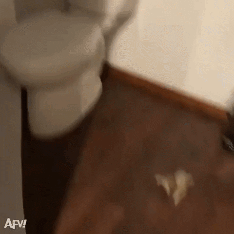 Toilet Paper Dog GIF by America's Funniest Home Videos - Find & Share on GIPHY