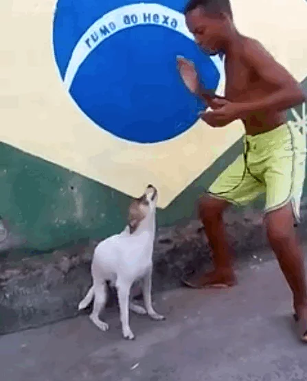 dog brazil GIF