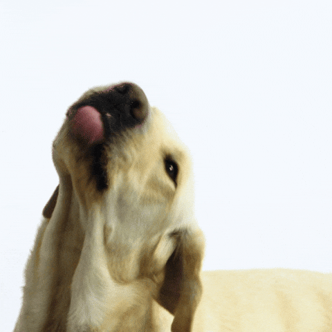 kngfgeleidehonden dog kiss drink hungry GIF