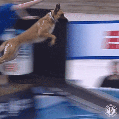 Happy Belgian Malinois GIF by American Kennel Club