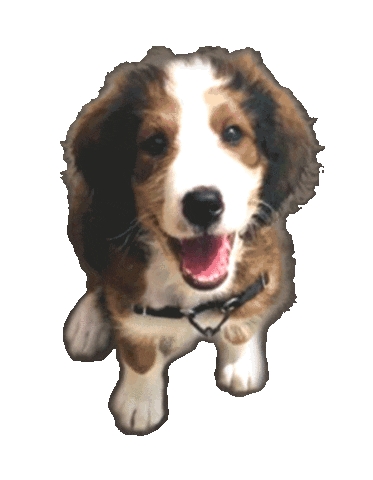 Ohio State Dogs Sticker by BCV Social