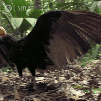 Buzzards Circling Amazon GIF by Nature on PBS