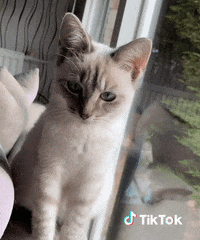 Chaton Gifs Get The Best Gif On Giphy