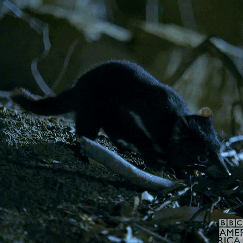 Tasmanian Devil Australia GIF by BBC America