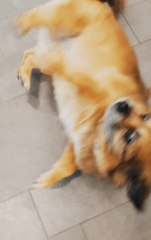 Nordseebad Dangast GIF