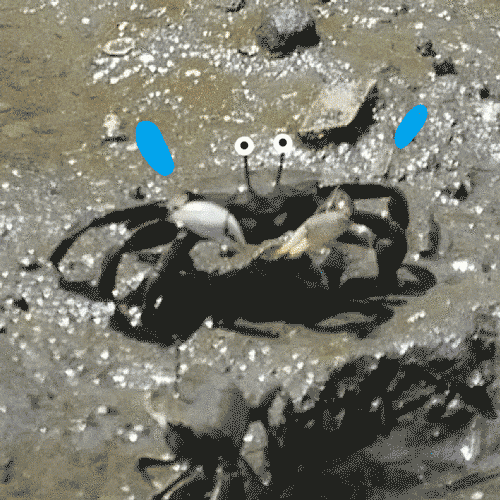 Crab GIFs Find & Share on GIPHY