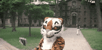 Go Tigers Selfie GIF by Princeton University