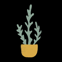 Cactus GIF by Succulent Bar