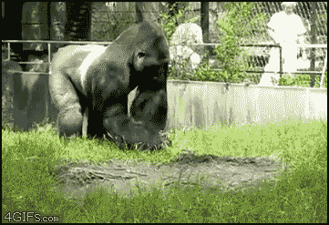 beating chest angry gorilla gif beating chest angry gorilla gif