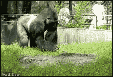 Image result for gorilla throwing poop gif
