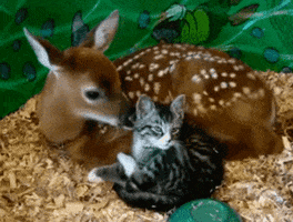 Animal Friendship GIF by giphydiscovery