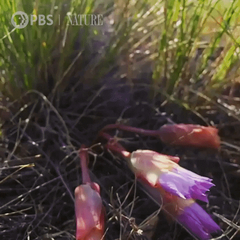 Pbs Nature Flowers GIF by Nature on PBS - Find & Share on GIPHY