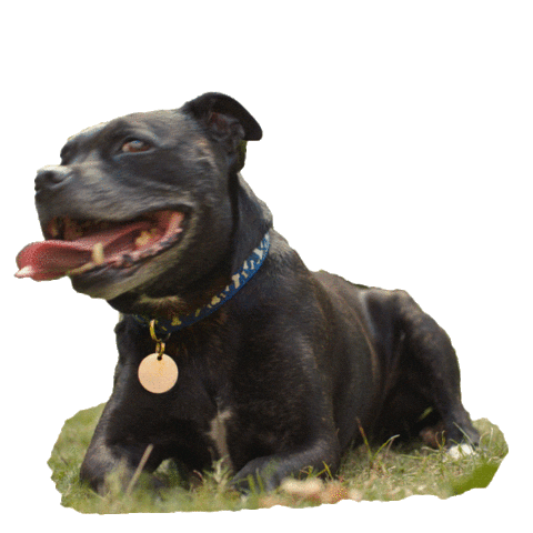 Staffordshire Bull Terrier Cute Dog Sticker by Battersea