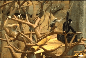 Swinging Whats Up GIF by Brookfield Zoo