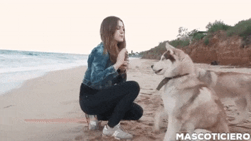 Perros GIF
