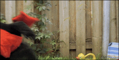 GIF