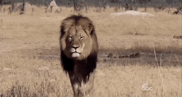 cecil the lion news GIF