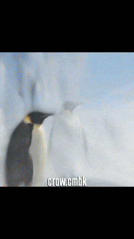 Crow GIF