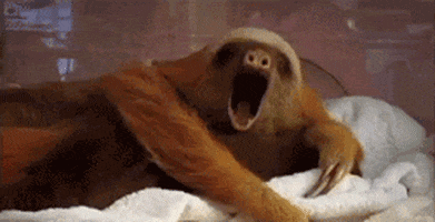 tired sloth GIF
