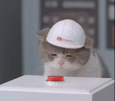 Cat Tap GIF